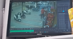 आवारा सांडों की लड़ाई से दुकान में भारी नुकसान, दुकानदार को गंभीर चोटें