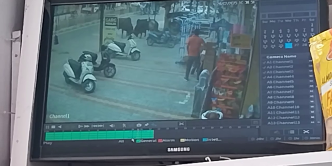 आवारा सांडों की लड़ाई से दुकान में भारी नुकसान, दुकानदार को गंभीर चोटें