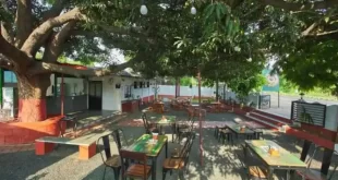 हरियाणा में पेड़ों को भी 'वृद्धावस्था पेंशन
