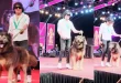 Most Expensive Dog: 50 करोड़ में खरीदा वुल्फडॉग, लग्जरी फ्लैट्स से भी महंगा निकला यह 'डरावना' Pet!