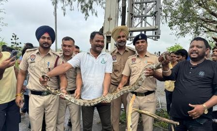 सुखना लेक पर दिखा 10 फुट लंबा अजगर