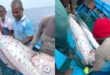 भारत में दिखी ‘प्रलय की मछली’ Oarfish