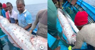 भारत में दिखी ‘प्रलय की मछली’ Oarfish