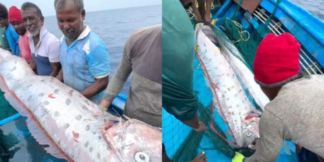 भारत में दिखी ‘प्रलय की मछली’ Oarfish