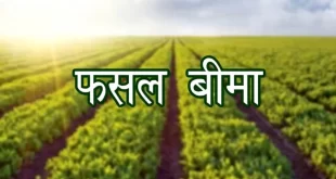 फसल बीमा योजना का लाभ उठाएं: खरीफ-2025 के लिए आवेदन की अंतिम तिथि 31 जुलाई