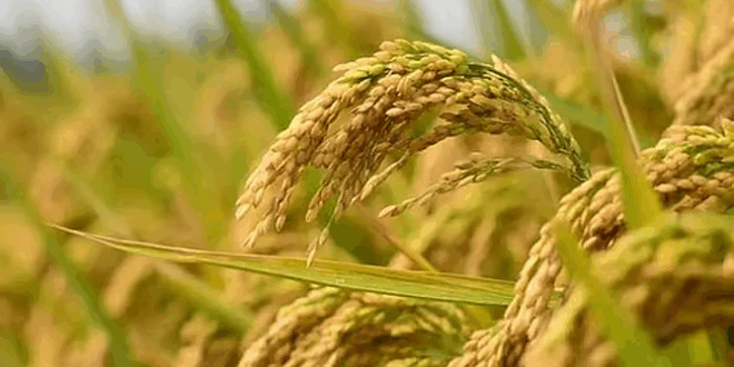 हरियाणा में खरीफ खरीद सीजन 2025-26 की तैयारियाँ पूरी