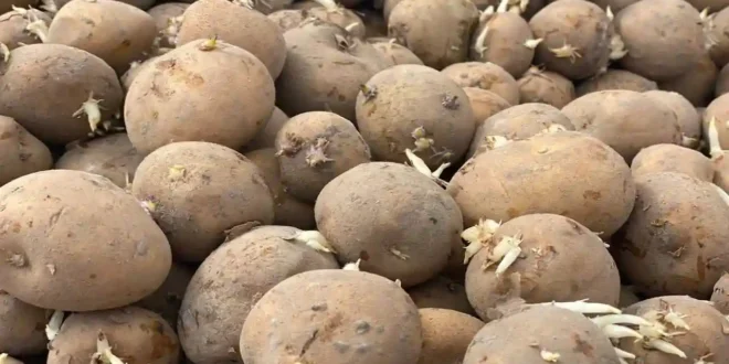 आलू के उन्नत बीजों की बिक्री शुरू