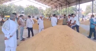 पलवल अनाज मंडी में धान की आवक जारी