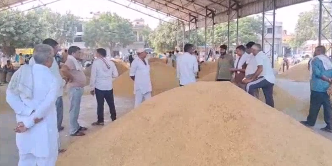 पलवल अनाज मंडी में धान की आवक जारी