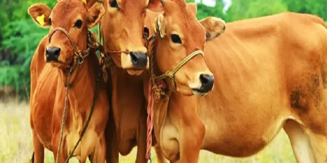 हरियाणा में पशुधन बीमा योजना से पशुपालकों को बड़ी आर्थिक सुरक्षा,